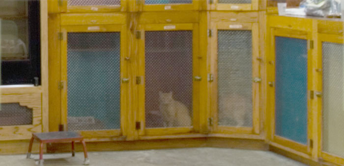 The Cat’s Annex